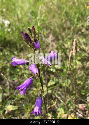 Sibirische Bellflower (Campanula sibirica) Plantae Stockfoto