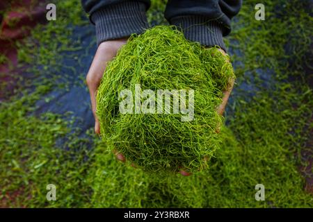 Bandung, West-Java, Indonesien. September 2024. Eine Farmerin zeigt geschnittene Tabakblätter in Sumedang, Indonesien. Tabletts mit sonnengetrocknetem Tabak füllen die Straßen, Dächer und Terrassen des Dorfes. Tabak aus diesem Dorf wird in verschiedene Regionen in West-Java geschickt und ins Ausland exportiert. Derzeit erreicht die Zahl der aktiven Raucher in Indonesien 70 Millionen Menschen. (Kreditbild: © Algi Febri Sugita/ZUMA Press Wire) NUR REDAKTIONELLE VERWENDUNG! Nicht für kommerzielle ZWECKE! Stockfoto