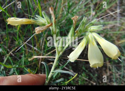 Haarige Goldene Tropfenplantae (Onosma echioides) Stockfoto