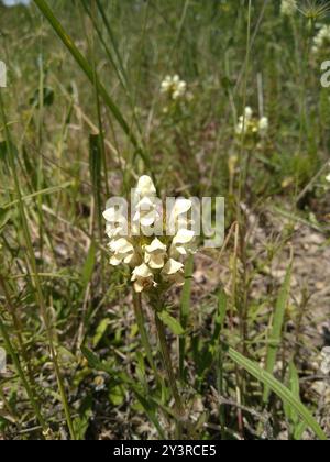 Schnittblättrige Selfheal (Prunella laciniata) Plantae Stockfoto