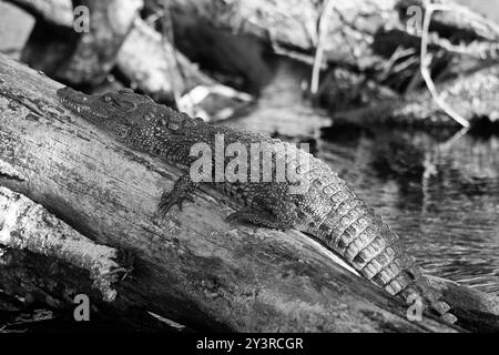 Ein junges Krokodil in der Sonne in Botswana. Stockfoto