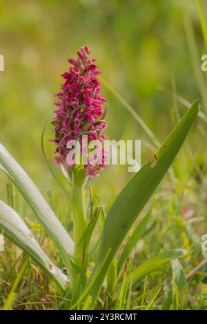 Frühe Marsch-Orchidee (Dactylorhiza incarnata ssp coccinea) blüht in einem Dünental Stockfoto