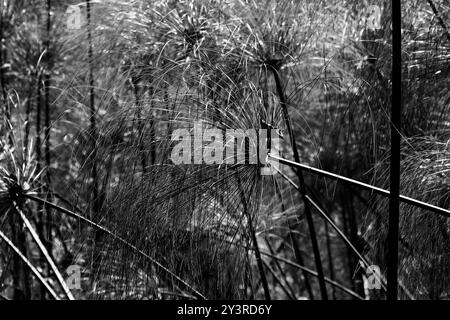Wilde Papyrus an einem Flussufer in Namibia. Stockfoto