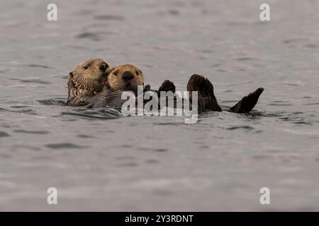 Mutter und Jungtier Seeotter Familie in Seldovia, Kachemak Bay, Alaska Stockfoto