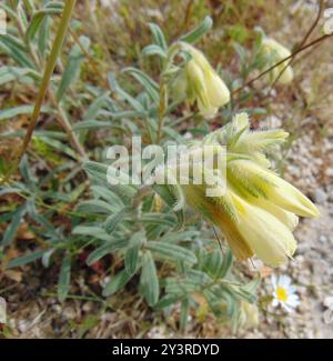 Haarige Goldene Tropfenplantae (Onosma echioides) Stockfoto