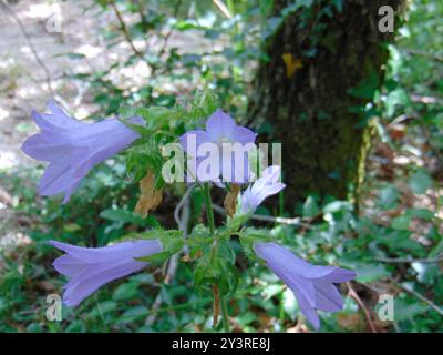 Sibirische Bellflower (Campanula sibirica) Plantae Stockfoto