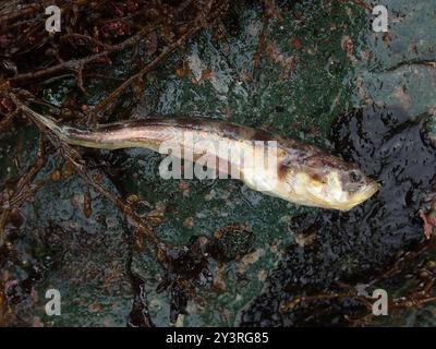 Plainfin Midshipman (Porichthys notatus) Actinopterygii Stockfoto