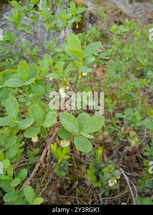 MoorHeidelbeere (Vaccinium uliginosum) Plantae Stockfoto