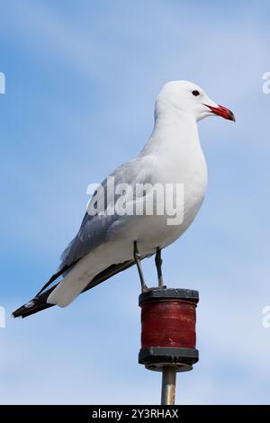 Audouins Möwe Ichthyaetus audouinii thront auf einem Schiffslicht mit blauem Himmel und Wolken Stockfoto