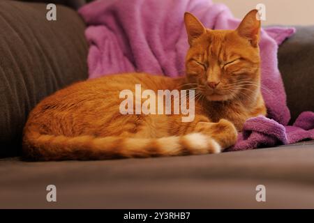 Orangene Hauskatze, die mit Kopf nach oben auf der Couch schläft Stockfoto