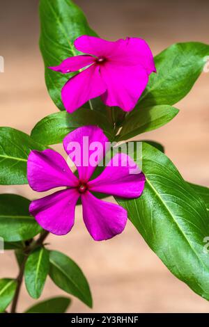 Catharanthus roseus, Madagaskar Periwinkle Stockfoto