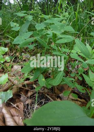 Sweet Spurge (Euphorbia dulcis) Plantae Stockfoto