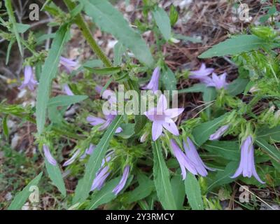 Sibirische Bellflower (Campanula sibirica) Plantae Stockfoto