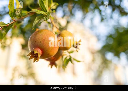 Reife rote Granatapfelfrüchte auf Baumzweig Stockfoto