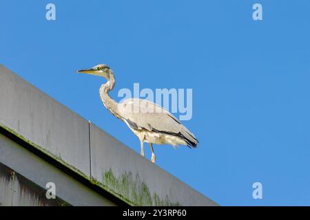 Grauer Reiher steht auf einem Felsvorsprung vor einem blauen Himmel. Der Vogel ist groß und hat einen langen Hals Stockfoto