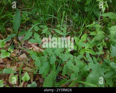 Sweet Spurge (Euphorbia dulcis) Plantae Stockfoto