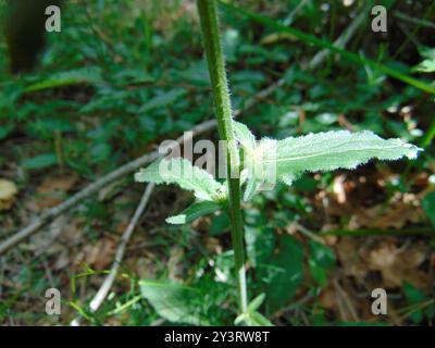 Sibirische Bellflower (Campanula sibirica) Plantae Stockfoto