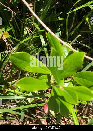 Zwerghuckleberry (Gaylussacia dumosa) Plantae Stockfoto