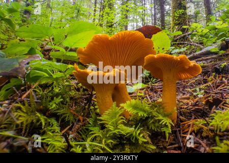 Golden Chanterelle, Cantharellus cibarius, Pilze im Douglasienwald auf der Olympic Peninsula, Washington State, USA Stockfoto