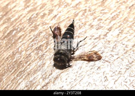 Glänzende, belüftete scharfe Biene (Coelioxys inermis) Insecta Stockfoto