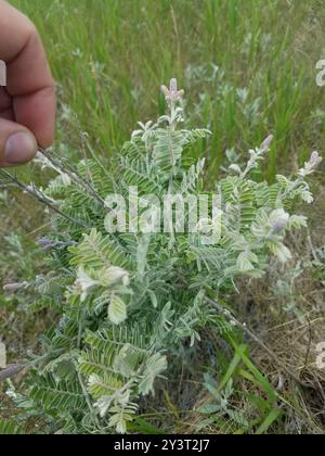 Leadplant (Amorpha canescens) Plantae Stockfoto