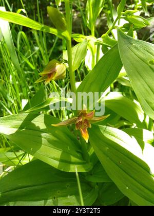 Stream Orchidee (Epipactis gigantea) Plantae Stockfoto