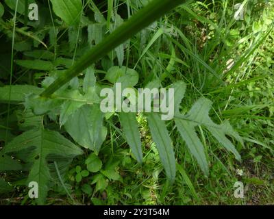 Gelbe Thistle (Cirsium erisithales) Plantae Stockfoto