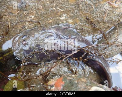 Plainfin Midshipman (Porichthys notatus) Actinopterygii Stockfoto