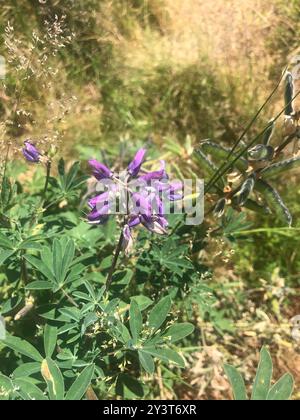 Lupine (Lupinus latifolius) Plantae Stockfoto