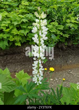 Lupine (Lupinus latifolius) Plantae Stockfoto