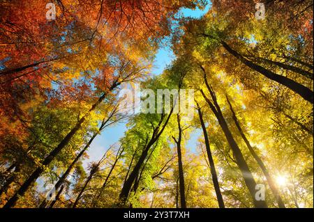 Herbstfarben mit einem Baldachin aus hohen Bäumen, die einen Streifen blauen Himmels umrahmen, und die helle Sonne scheint wunderschön durch das bunte Laub Stockfoto