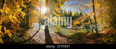 Herrliches hintergrundbeleuchtetes Flusspanorama im Herbst mit goldenen Ästen, die in der Sonne über dem Fluss hängen und das Wasser umrahmen Stockfoto