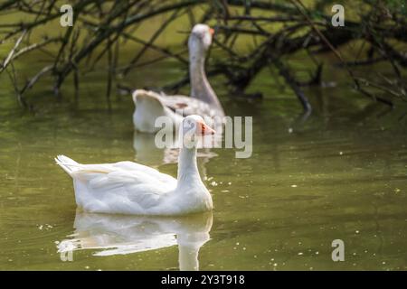 Weiße Gans schwimmen auf dem See Stockfoto
