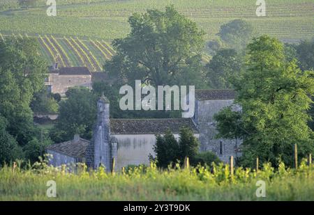 FRANKREICH, CHARENTE (16) COGNAC-WEINBERG, CHAMPAGNERBEREICH CHARENTAISE, SONNENBRILLE, RÖMISCHE KIRCHE Stockfoto