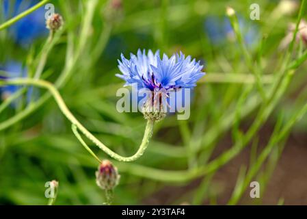 Centaurea cyanus, auch bekannt als Kornblume oder Junggeselenknopf, ist eine jährlich blühende Pflanze aus der Familie der Asteraceae, die in Europa beheimatet ist. Stockfoto