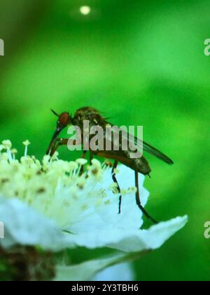 (Empis livida) Insecta Stockfoto