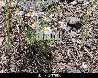 Die frühe Blaue Fleabane (Erigeron vetensis) Plantae Stockfoto