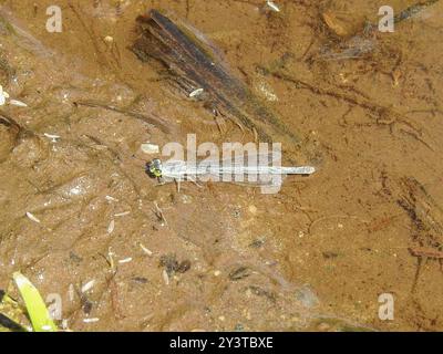 Östlicher Gabelschwanz (Ischnura verticalis) Insecta Stockfoto