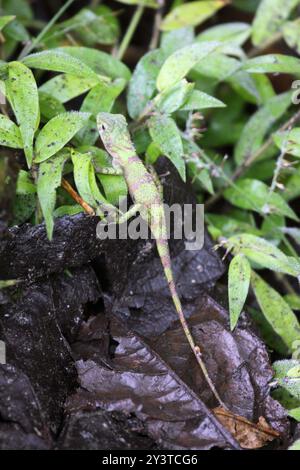 Indonesischer falscher Blutsauger (Pseudocalotes tympanistriga) Reptilia Stockfoto