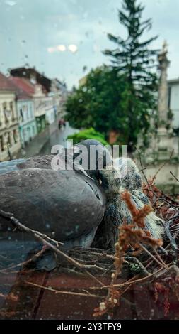 Tauben mit kleinen Küken, die auf einer Fensterbank in einem Blumenkasten nisten. Blick durch das Fenster im Regen Stockfoto