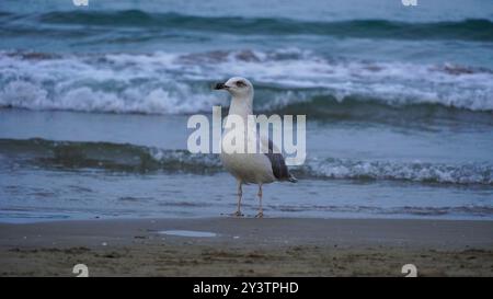 Möwen stehen an der Küste, mit ruhigen Meereswellen im Hintergrund, die die ruhige Atmosphäre einer friedlichen Küstenszene einfangen. Stockfoto