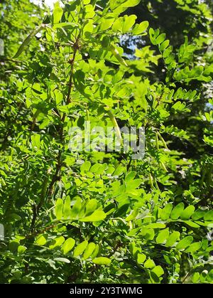 Sibirischer Erbsenstrauch (Caragana arborescens) Plantae Stockfoto