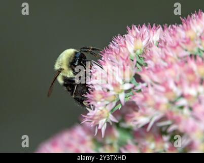 Nahaufnahme einer östlichen Hummel, die Nektar aus einer rosa Sedumpflanze trinkt. Stockfoto