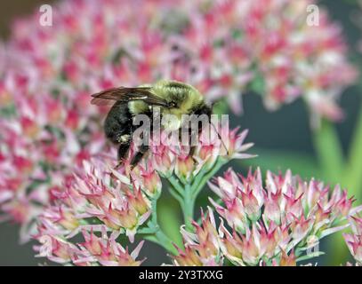 Nahaufnahme einer östlichen Hummel, die Nektar aus einer rosa Sedumpflanze trinkt. Stockfoto