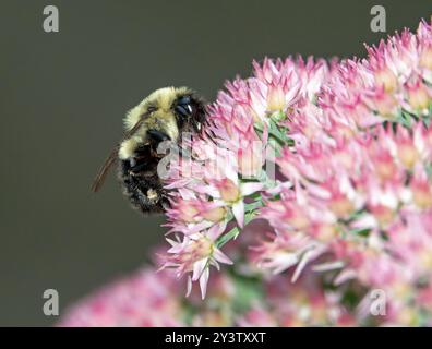 Nahaufnahme einer östlichen Hummel, die Nektar aus einer rosa Sedumpflanze trinkt. Stockfoto