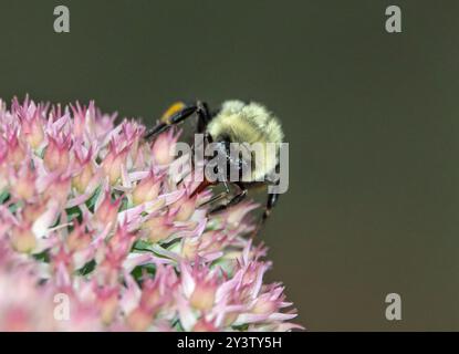 Nahaufnahme einer östlichen Hummel, die Nektar aus einer rosa Sedumpflanze trinkt. Stockfoto