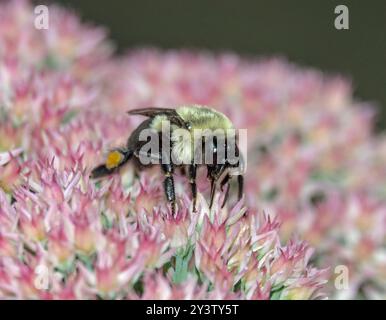 Nahaufnahme einer östlichen Hummel, die Nektar aus einer rosa Sedumpflanze trinkt. Stockfoto