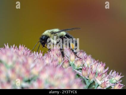 Nahaufnahme einer östlichen Hummel, die Nektar aus einer rosa Sedumpflanze trinkt. Stockfoto