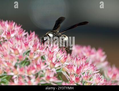 Nahaufnahme einer weiß gestreiften schwarzen masonwespe, die Nektar auf einer rosa Sedumpflanze trinkt. Stockfoto