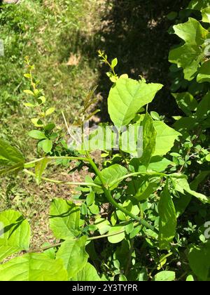 Grünasche (Fraxinus pennsylvanica) Plantae Stockfoto